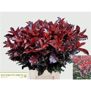 Photinia Mag Volcano