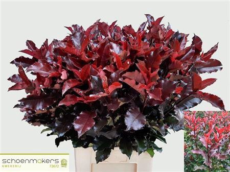 <h4>Photinia Mag Volcano</h4>
