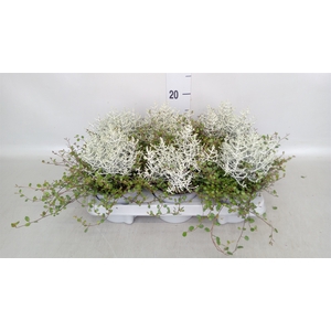 Leucophyta     [Calocephalus]