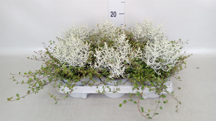 <h4>Leucophyta     [Calocephalus]</h4>