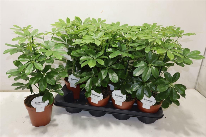 <h4>Schef Ar Nora</h4>