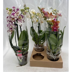 PHAL GEM