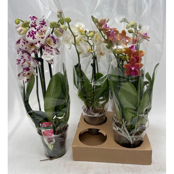 <h4>PHAL GEM</h4>