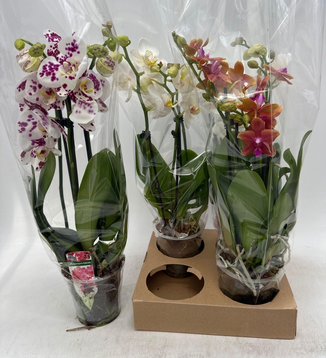 PHAL GEM