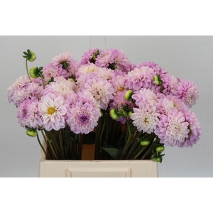 Dahlia Genova