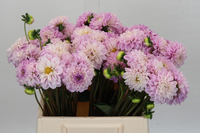 <h4>Dahlia Genova</h4>