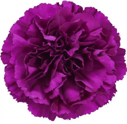 <h4>Di St Yukari Violet</h4>