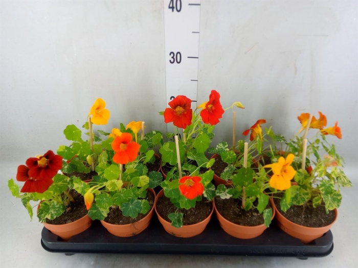 <h4>Tropaeolum majus</h4>