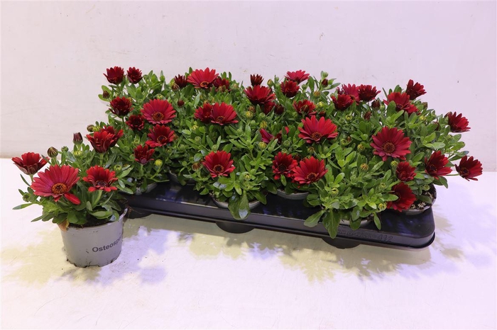 <h4>arr8 Osteo Fp Red</h4>