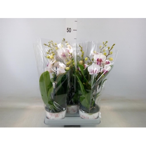 Phalaenopsis multi. 'FC Safe Haven'