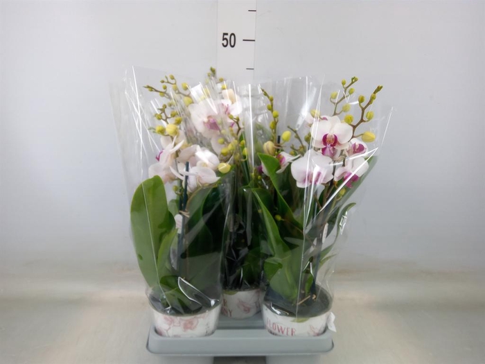 <h4>Phalaenopsis multi. 'FC Safe Haven'</h4>