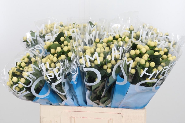 <h4>Hyp Coco Bellimo</h4>