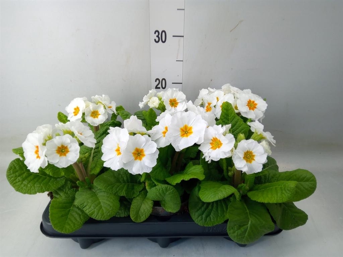 <h4>Primula elat. 'Sibel Weiss'</h4>