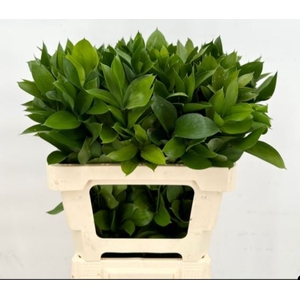 Ruscus Garden Super