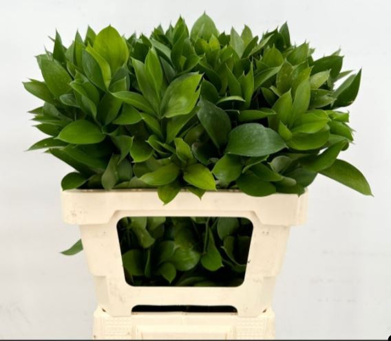 <h4>Ruscus Garden Super</h4>