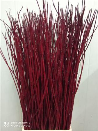 <h4>T Cornus Alba Sibirica</h4>