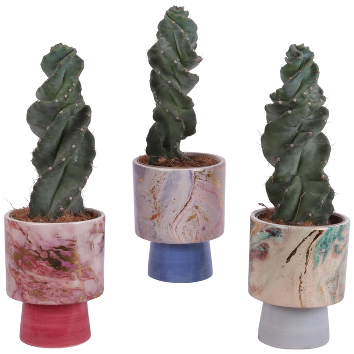 <h4>Cactus Cereus Spiralis Ø12cm in Ø14cm Ceramic FB676</h4>