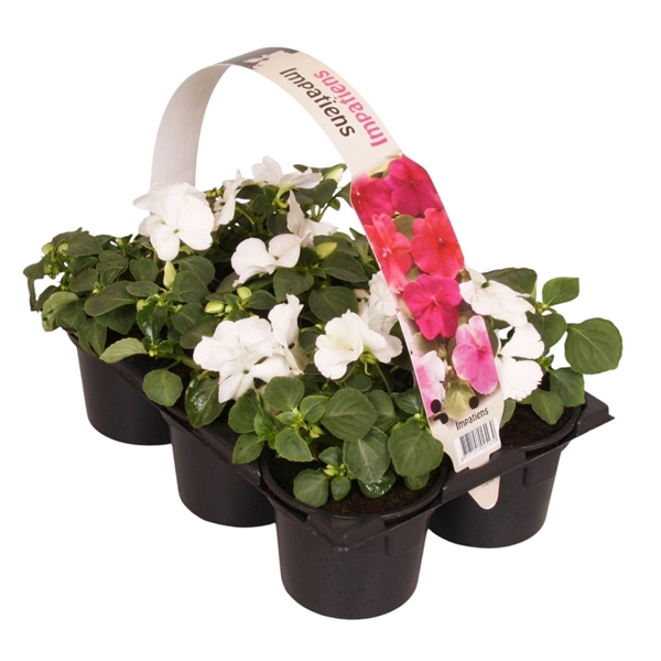 <h4>Impatiens Walleriana wit 6p</h4>