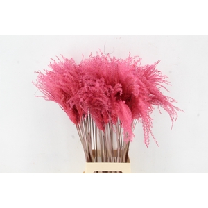 DF Miscanthus 90cm Pink