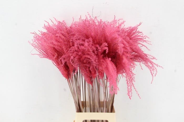 <h4>DF Miscanthus 90cm Pink</h4>