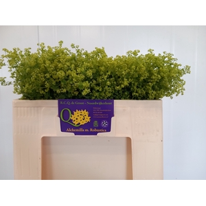 Alchemilla Robustica RCQ De Groot