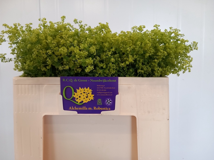 <h4>Alchemilla Robustica RCQ De Groot</h4>
