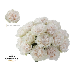Rosa Ec Garden Cotton Xpression