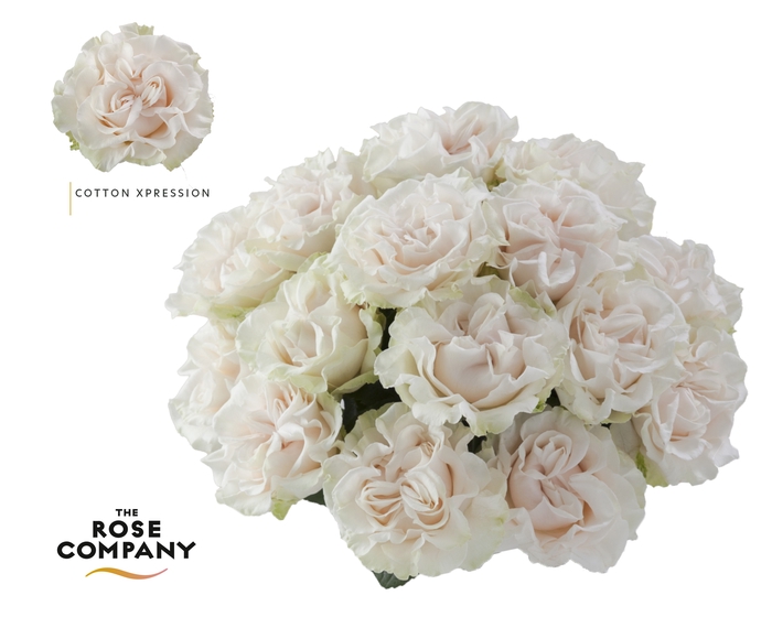 <h4>Rosa Ec Garden Cotton Xpression</h4>