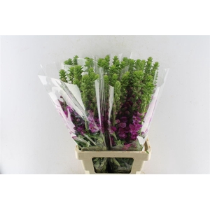 Antirrhinum Antibes Magenta