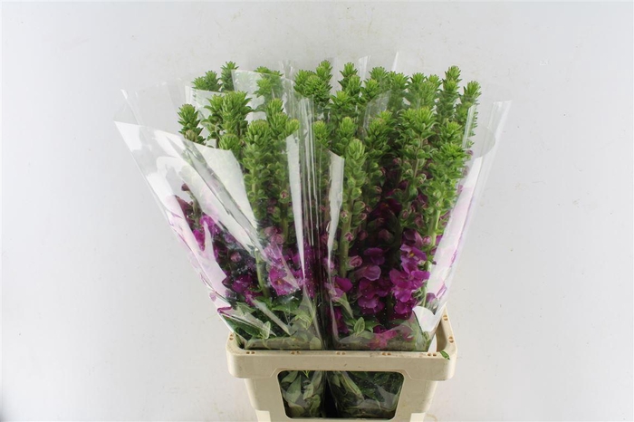 <h4>Antirrhinum Antibes Magenta</h4>