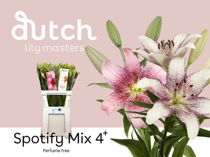 <h4>Li La Spotify Mix 4+ Lily Masters</h4>