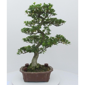 Rhododendron indicum ( 