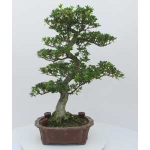 Rhododendron indicum ( 