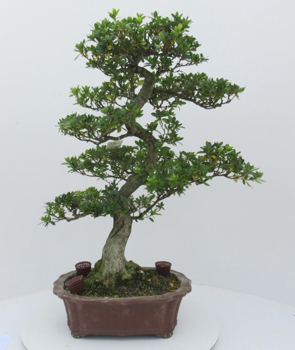 <h4>Rhododendron indicum ( "Hanagasa"), pot 35 cm. Height 76 cm. (single item)</h4>