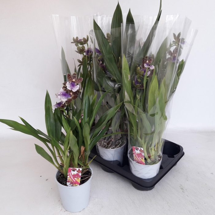 <h4>ZYGOP LOUISENDORF</h4>