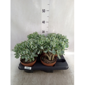 Crassula arborescens subsp. undilat