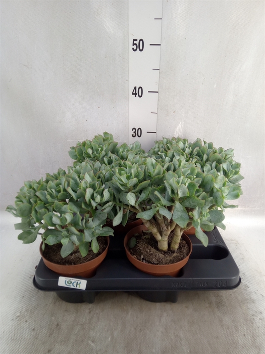 <h4>Crassula arborescens subsp. undilat</h4>