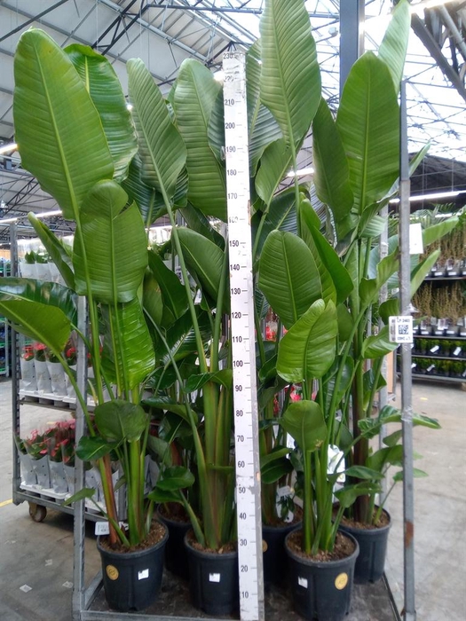 <h4>Strelitzia nicolai</h4>
