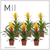Bromelia