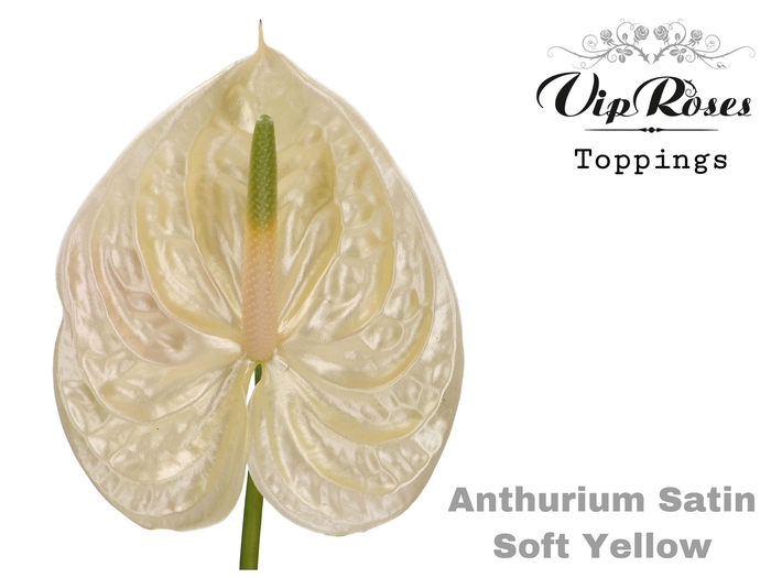 <h4>ANT A SATIN SOFT YELLOW</h4>