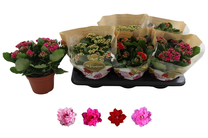 <h4>KAL GE RO GEM 4 KL</h4>