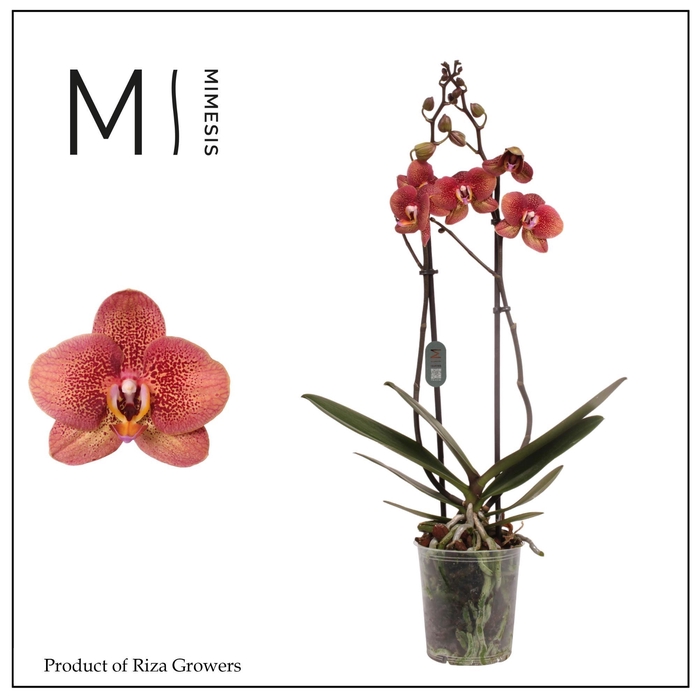 <h4>Phalaenopsis Toulon 2 spike – 12cm | Mimesis</h4>