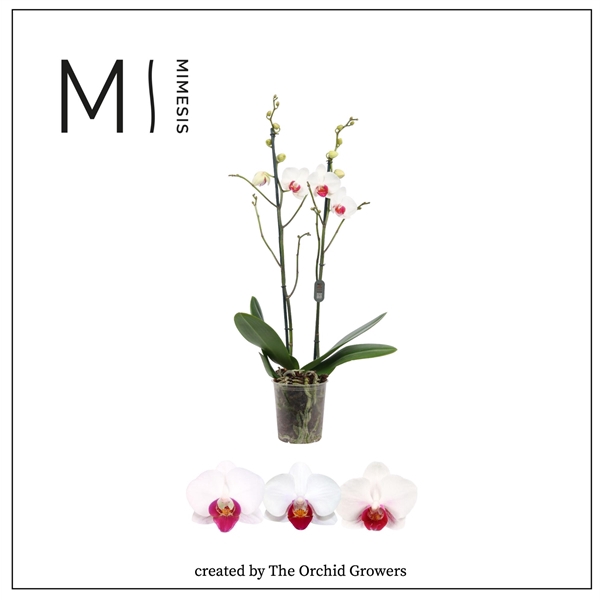 <h4>Mimesis Phal. Red Lip - 2 spike 12cm</h4>