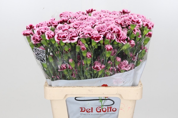 <h4>DIANTHUS TR PALMIRA</h4>