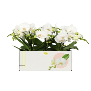 PHAL OPTI SHORTY WHITE 1 SPIKE