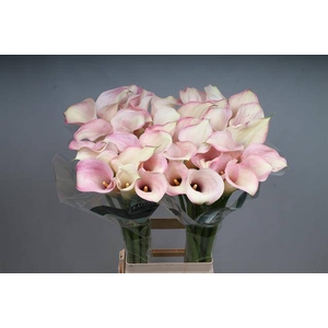 Calla Captain Rosette Kallaland
