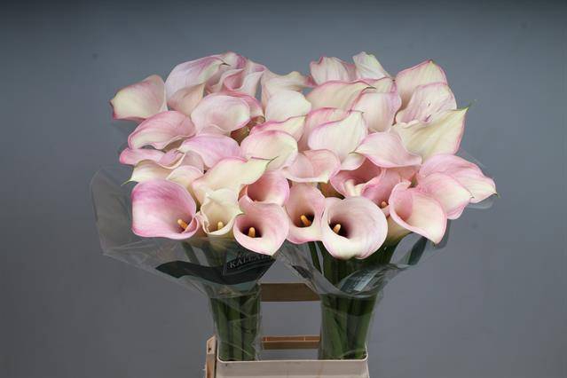 <h4>Calla Captain Rosette Kallaland</h4>