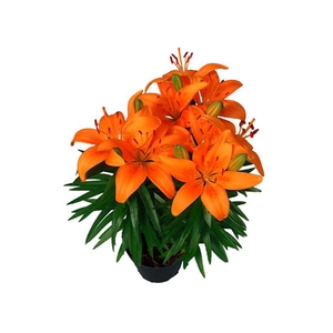LIRIO ORANGE PIXIE P15