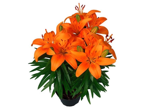 <h4>LIRIO ORANGE PIXIE P15</h4>