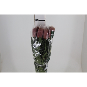 ANASTASIA CHISPA 080 CM BICOLOR